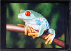 OLED 模組